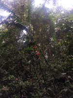 Heliconia chartacea in a forest gap, Calanoa, Leticia, Colombia