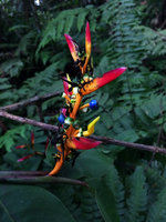 Heliconia hirsuta, bracts, flowers and blue fruit, Calanoa, Leticia, Colombia