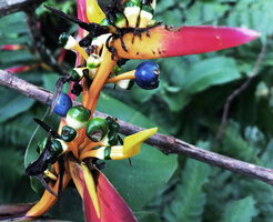 Heliconia hirsuta, bracts, flowers, unripe green and ripe blue berry like fruits, Calanoa, Leticia, Colombia