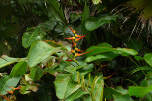 Heliconia latispatha on full sun exposed sea shore cliff, Punta Brava, Arusi, Choco, Colombia