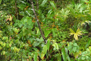 Heliconia latispatha  population in flower on full sun exposed sea shore cliff, Punta Brava, Arusi, Choco, Colombia