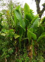 Heliconia paka, flowering individual, Des Voeux peak, Taveuni, Fiji
