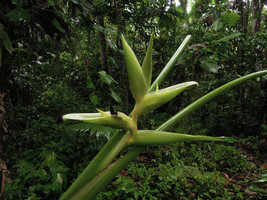 Heliconia papuana, developing inflorescence, Madang, Papua New Guinea