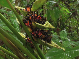 Heliconia papuana, infructescence, Madang, Papua New Guinea