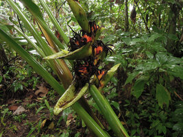 Heliconia papuana, infructescence with bracts, decaying perianths and developing fruits, Madang, Papua New Guinea