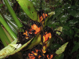 Heliconia papuana, infructescence with decaying perianths and developing fruits, Madang, Papua New Guinea
