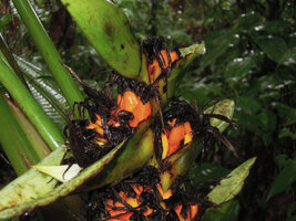 Heliconia papuana, infructescence with decaying perianths and developing fruits, Madang, Papua New Guinea