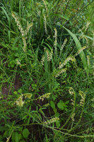 Heliotropium zeylanicum flowering in savanna, Katavi NP, Tanzania