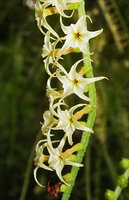 Heliotropium zeylanicum, flowers, Katavi NP, Tanzania