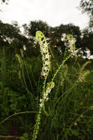 Heliotropium zeylanicum inflorescences, Katavi NP, Tanzania