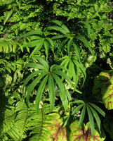Helleborus foetidus &#039;Red Silver&#039; at the Foundation for the Carolinas, Charlotte, NC, USA, April 2013