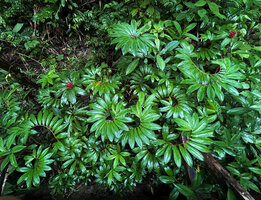 Hellenia speciosa, each stem exhibiting a perfect spiral phyllotaxy avoiding self shading in forest understory habitat, Malagufuk, Sorong, Papua