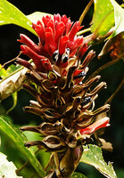 Hellenia speciosa, mature fruits opening along longitudinal slits and exposing the bright black seeds, Saleman, Seram, Moluccas