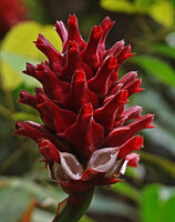 Hellenia speciosa, ripe infructescence with red fruits and persistent calyx, each fruit opening laterally and contrasting white inside, Waisia waterfall, Seram, Moluccas
