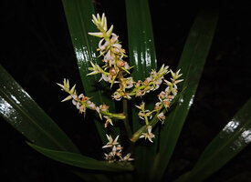 Helmholtzia novoguineensis, branched inflorescence with large basal leafy bract, Manusela NP, Seram, Moluccas