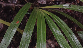 Helmholtzia novoguineensis, distichous equitant leaves with a prominent pseudo midrib issued from the top of the sheath, thus totally differrent from the real midrib of the usual dorsiventral leaves, Manusela NP, Seram, Moluccas