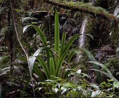 Helmholtzia novoguineensis, equitant leaves with a dark green pseudo midrib similar to the one of usual dorsiventral leaves, Manusela NP, Seram, Moluccas