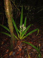 Helmholtzia novoguineensis, flowering individual in forest understory, Manusela NP, Seram, Moluccas
