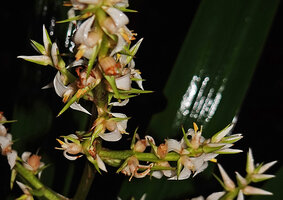 Helmholtzia novoguineensis, flowers at anthesis, each with two white opposite recurved tepals and a single erect stamen, Manusela NP, Seram, Moluccas