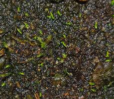 Helmholtzia novoguineensis, seedlings, Manusela NP, Seram, Moluccas
