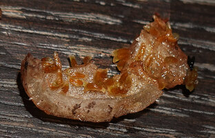 Helmholtzia novoguineensis, seeds and fleshy pericarp, Manusela NP, Seram, Moluccas