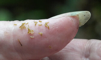 Helmholtzia novoguineensis, seeds, Manusela NP, Seram, Moluccas