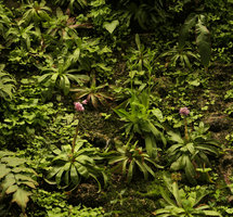 Heloniopsis orientalis flowering on the vertical garden, Shinkansen station, Yamaguchi, Japan