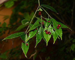 Helwingia cf. himalaica, fruit detail, Patrick Blanc home