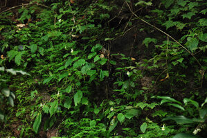 Henckelia anachoreta, flowering population on vertical seeping rock, Khao Yai NP, Thailand