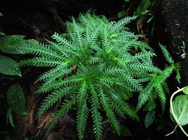 Codonoboea pectinata, a branched individual, Selangor, Malaysia