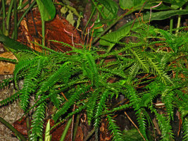 Codonoboea pectinata, capsular fruits, Selangor, Malaysia