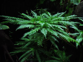 Codonoboea pectinata, side view, Selangor, Malaysia