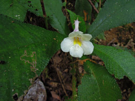 Codonoboea platypus, Fraser&#039;s Hill, Malaysia