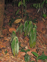 Codonoboea quinquevulnera population, dehydrated leaves during stong El Nino dry spell, March 2014, Kanching FR, Selangor, Malaysia
