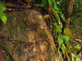 Henckelia sp., roots clinging on the rock surface, Kenyir lake, Malaysia