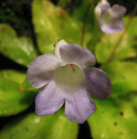 Codonoboea tiumanica, flower close up