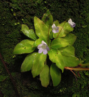 Codonoboea tiumanica, flowering individual