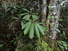 Heptapleurum angiense as a low epiphyte, Anggi Lakes 2000 m asl, Arfak Mts, West Papua