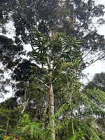 Heptapleurum angiense at forest edge, Anggi Lakes 2000 m asl, Arfak Mts, West Papua