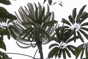 Heptapleurum angiense, compound palmate leaves and much branched terminal inflorescence, Anggi Lakes 2000 m asl, Arfak Mts, West Papua