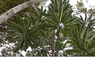 Heptapleurum angiense, leaves, Anggi Lakes 2000 m asl, Arfak Mts, West Papua