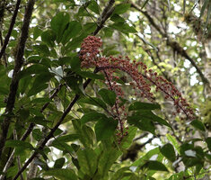 Heptapleurum cf. arfakense, branched inflorescence, Anggi Lakes, Arfak Mts, West Papua