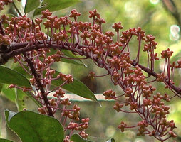 Heptapleurum cf. arfakense, thin secondary axes of main inflorescences ending in umbellate flowers, Anggi Lakes, Arfak Mts, West Papua