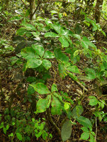 Tetrastigma sp., Varirata NP, Papua New Guinea