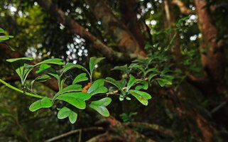 Heptapleurum emarginatum as a small low bushy epiphyte, a stem with deeply emarginate leaflets, Sinharaja, Sri Lanka