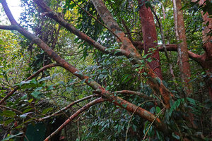 Heptapleurum emarginatum as a small low bushy epiphyte, Sinharaja, Sri Lanka