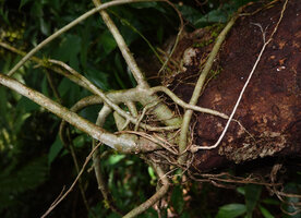 Heptapleurum emarginatum, stems and adventitious roots fixed to the supporting decaying tree branch, Sinharaja, Sri Lanka