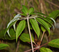 Heptapleurum fantsipanense from northern Vietnam, three dimensional leaf with yougest central leaflets smaller than older peripheral reclining ones