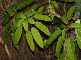 Heptapleurum fantsipanense from northern Vietnam, three dimensional leaves with the leaflets spirally displayed in a global cupola