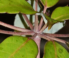 Heptapleurum fantsipanense from northern Vietnam, zone of initiation of the spirally distributed leaflets at the top of the petiole in a three dimensional pattern